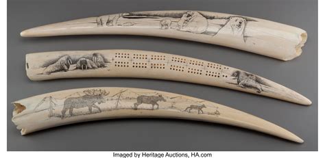 walrus tusk ivory